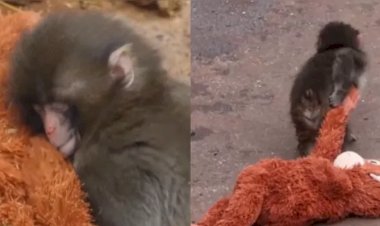 Macaco “adota” pelúcia após ser rejeitado pela mãe em zoológico no Japão